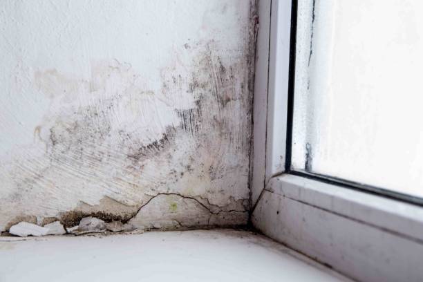 istock mold in the corner of the window 1213734575