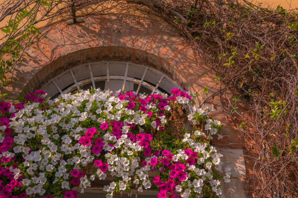 potted plant under a window sill, rustic house