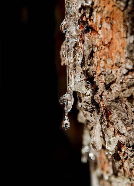 istock Green mastic tree in Chios island, Greece 1213738427