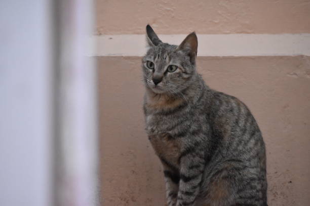 Underexposed image of a grey asian cat sitting on the ground/park searching for good shelter.