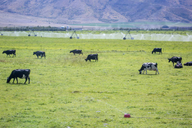 New Zealand: Cattle A herd of cattle graze in a field near Omarama. omarama stock pictures, royalty-free photos & images