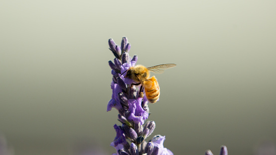 A honey bee pollinates a lavender flower at Tarras on New Zealand’s South Island.
