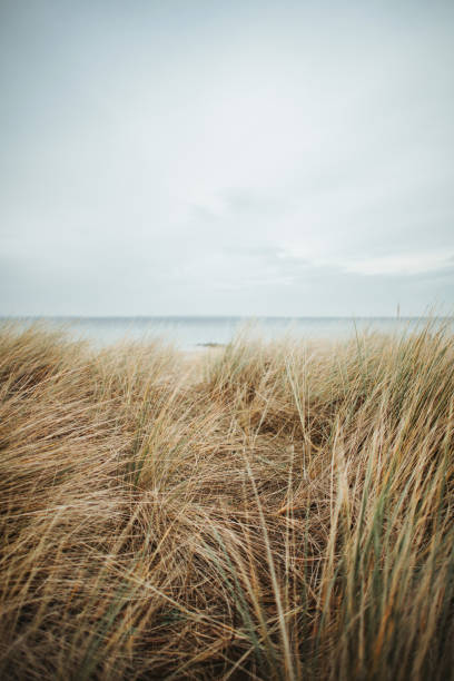istock Beach oats at Timmendorfer Strand 1213745094