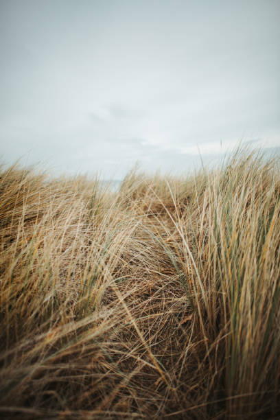 istock Beach oats at Timmendorfer Strand 1213745171