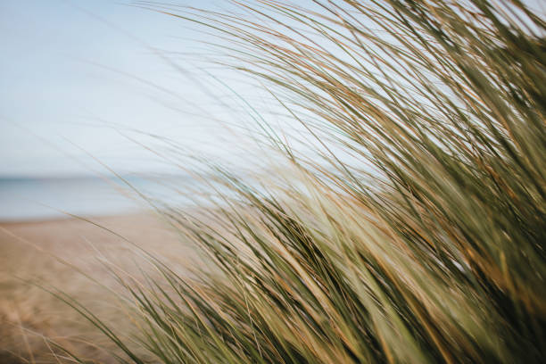 istock Beach oats at Timmendorfer Strand 1213745240
