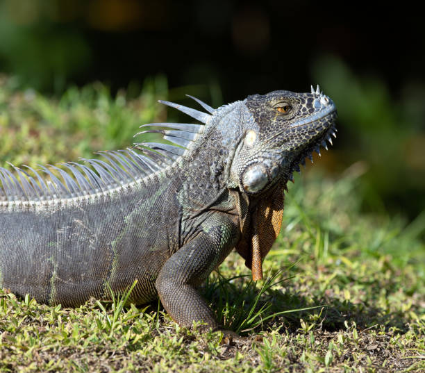 istock Male Iguana Close Up on Dried Grass 1213745763