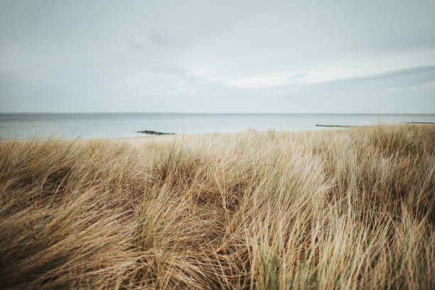 istock Beach oats at Timmendorfer Strand 1213745824