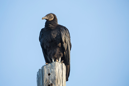Black Vulture Sitting On A Wooden Pole
