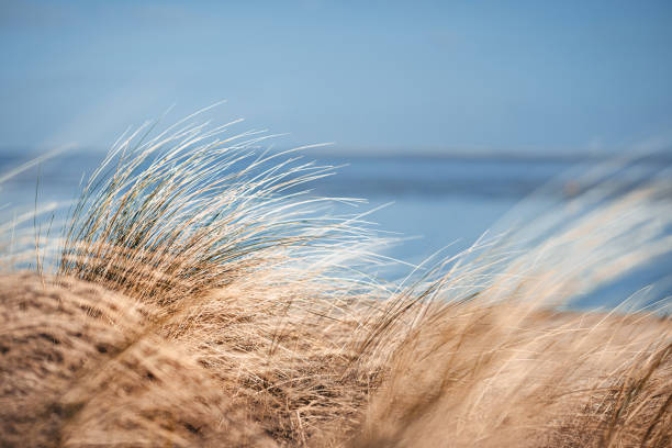 Wilhelmshaven beach and sea Dune landscape and beach oats in Wilhelmshaven. baltic sea stock pictures, royalty-free photos & images