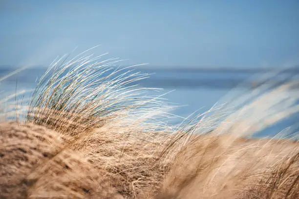 Dune landscape and beach oats in Wilhelmshaven.