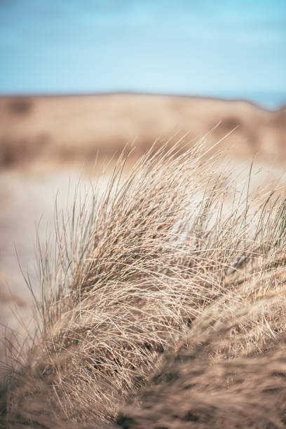 Dune landscape and beach oats in Wilhelmshaven.