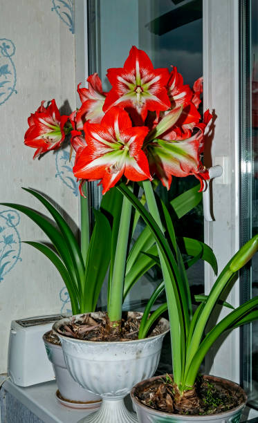 istock beautiful large red Amaryllis flowers 1213748733