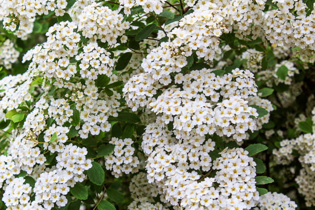 istock Spring blooming bush with white flowers 1213750543
