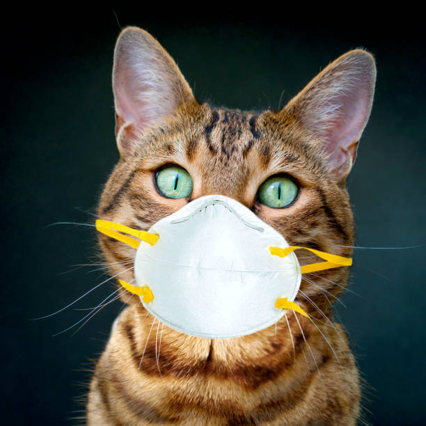 istock Bengal cat wearing face protective mask on black background 1213750881