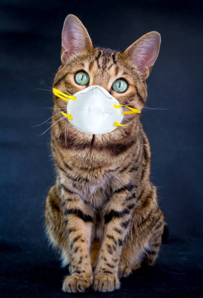 istock Bengal cat wearing face protective mask on black background 1213750893