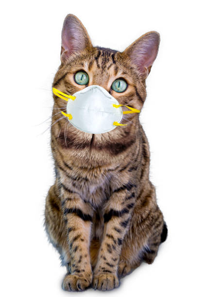 istock Bengal cat wearing face protective mask on white background 1213750896