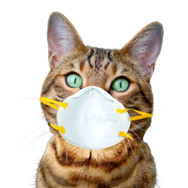 istock Bengal cat wearing face protective mask on white background 1213750985