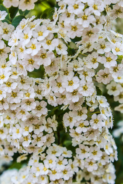 istock Spring blooming bush with white flowers 1213751118