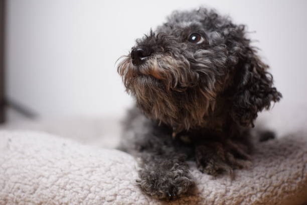 istock Portrait of a young cute grey dwarf poodle with teddy cut 1213752087
