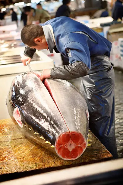 Buyer prepares the tunafish for sale