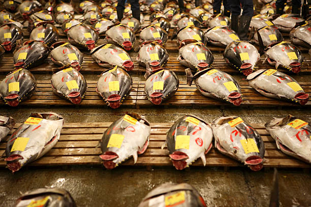 istock Tuna at tokyo fishmarket 121375286