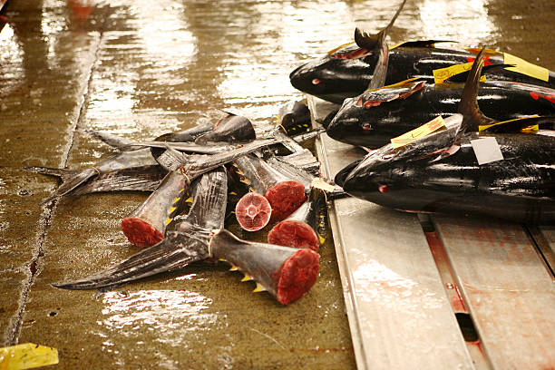 istock Tuna at the tokyo fishmarket 121375294