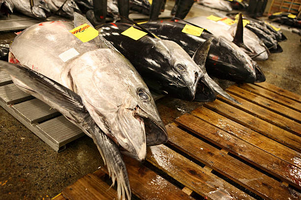 istock Tokyo Fishmarket 121375301