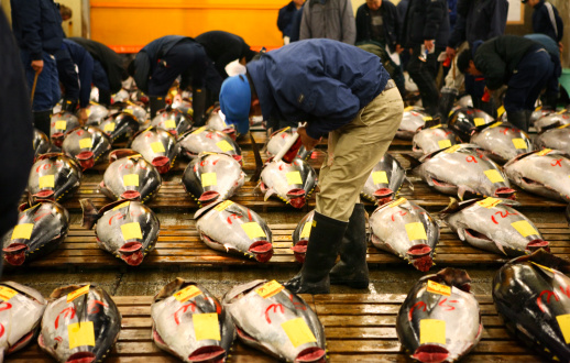 Tuna fish are being inspected at the tokyo fish market