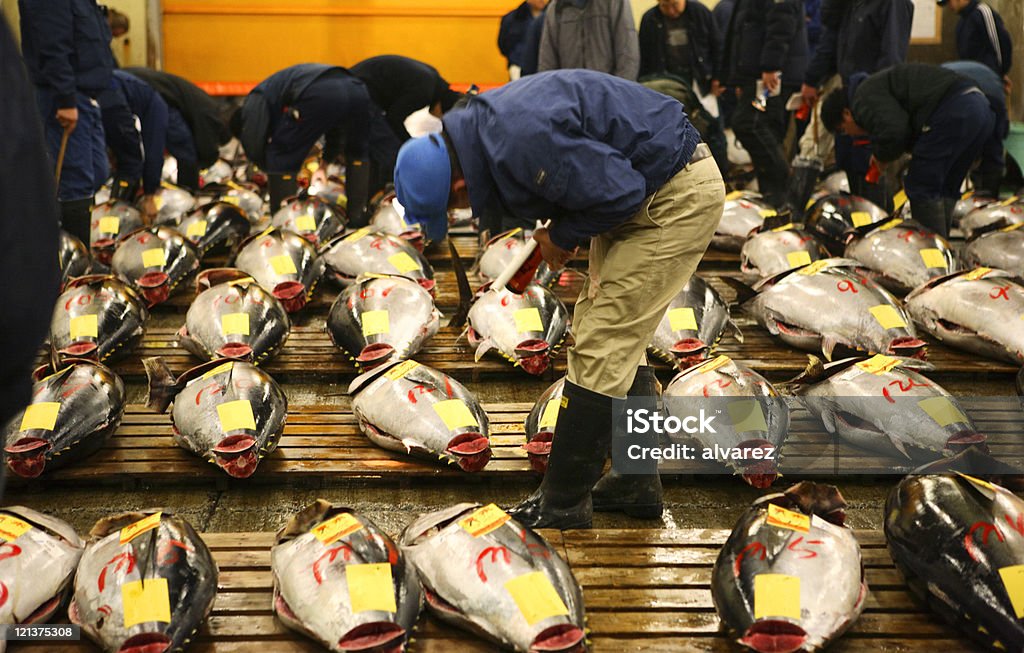 Tokyo Fishmarket Tuna fish are being inspected at the tokyo fish market Fish Market Stock Photo
