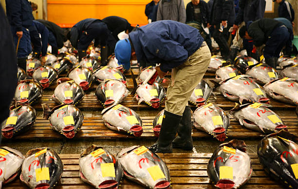 Tokyo Fishmarket Tuna fish are being inspected at the tokyo fish market fish market stock pictures, royalty-free photos & images