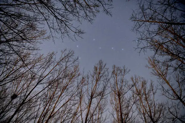Photo of Big Dipper over the forest