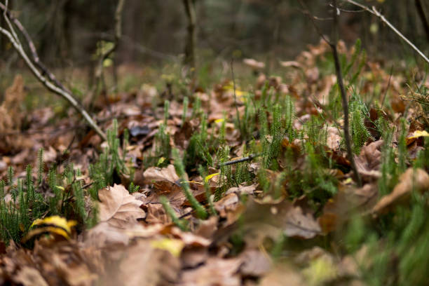 Lycopodium clavatum growing on the ground in a forest during fall season  in Rosochacz nature reserve in Poland