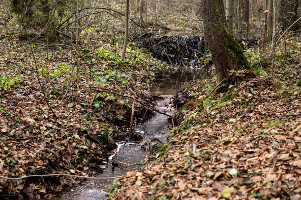 istock beaver dam on a small river inside of a forest 1213753695