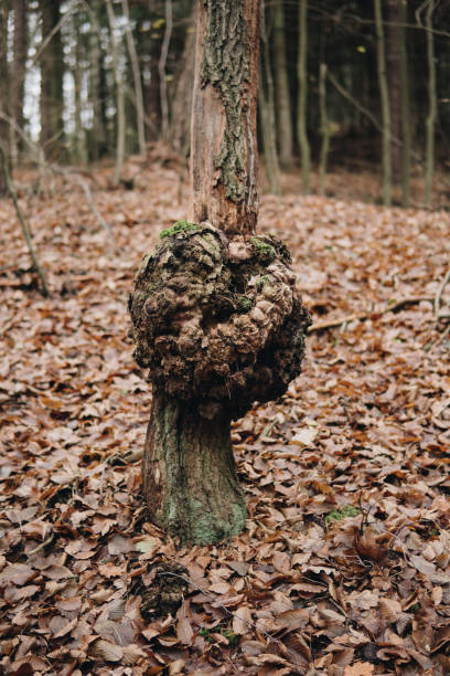 detail of a burr on a tree trunk growing inside of a forest during autumn season in Rosochacz nature reserve in Poland