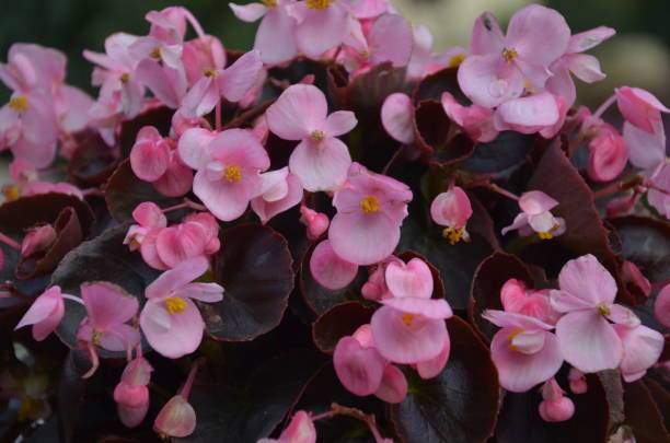 istock Pink Wax Begonia Flowers 1213754452