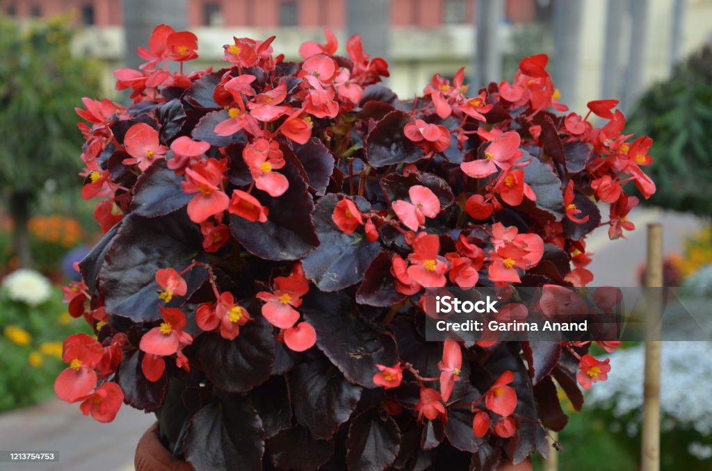 Foto de Flores De Begonia De Cera Vermelha e mais fotos de stock de Begonia  semperflorens-cultorum - Begonia semperflorens-cultorum, Vermelho, Begônia  - iStock