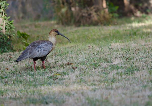 istock Black-faced ibis Theristicus melanopis in a meadow. 1213754855