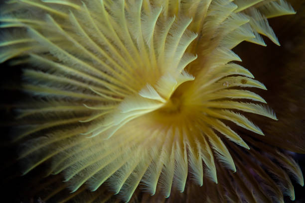 istock Detail of Feather Duster Worm Tentacles 1213754912