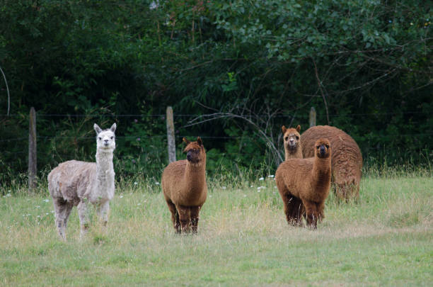 istock Herd of alpacas Vicugna pacos in a meadow. 1213757209