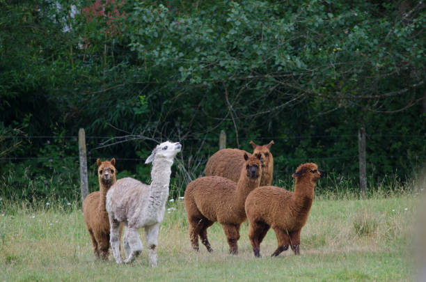 istock Herd of alpacas Vicugna pacos in a meadow. 1213757222
