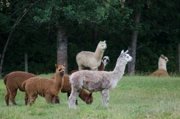 istock Herd of alpacas Vicugna pacos in a meadow. 1213757227