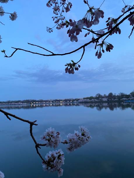 istock Cherry Blossoms in a park overlooking water before sunrise 1213758106