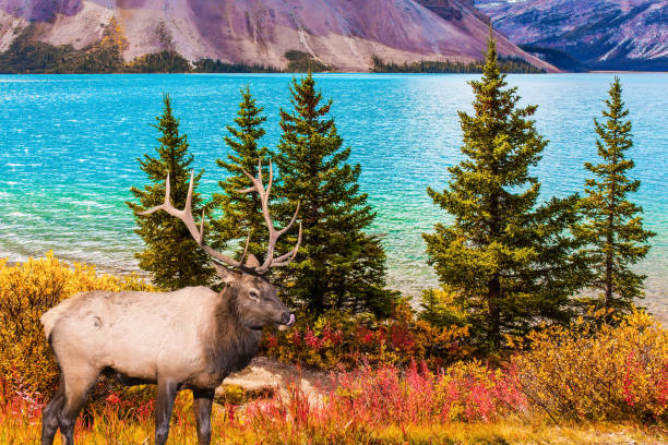 el ciervo con cuernos ramificados pasta - indiana summer lake tree fotografías e imágenes de stock
