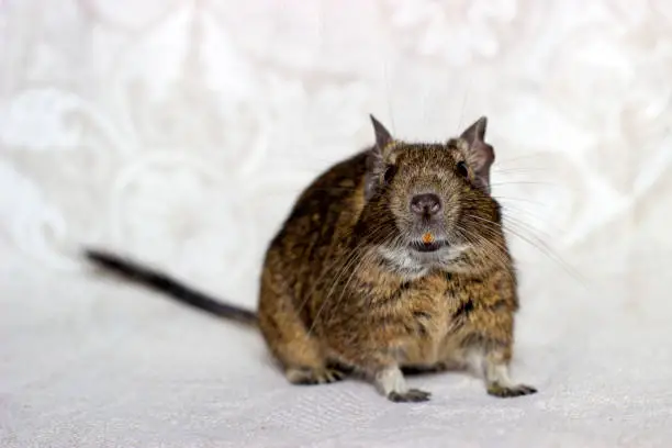 Agouti degu. Adult animal sitting on a beige background. Chilean squirrel, reed rat in full-face