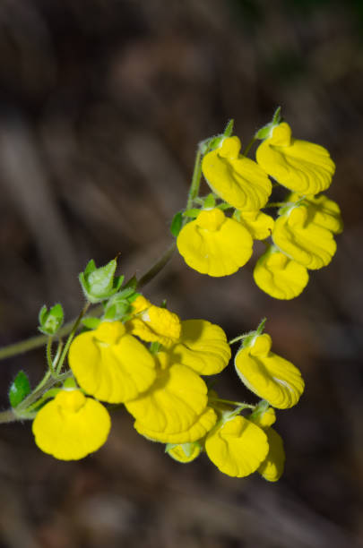 Flowers of lady's purse Calceolaria sp. in the Conguillio National Park. Flowers of lady's purse Calceolaria sp. Conguillio National Park. Araucania Region. Chile. calceolaria stock pictures, royalty-free photos & images