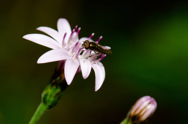 istock Fly on a flower of Perezia recurvata. 1213761099