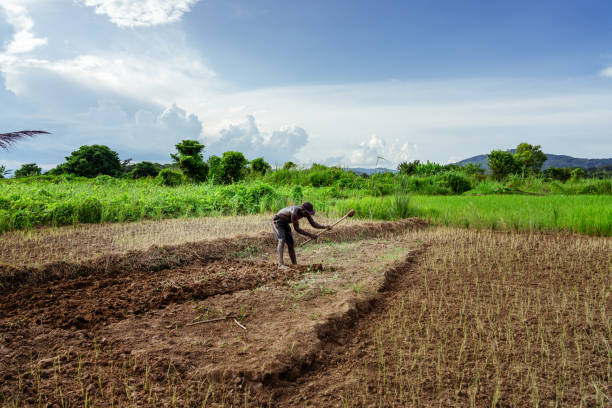African Farmer in Malawi