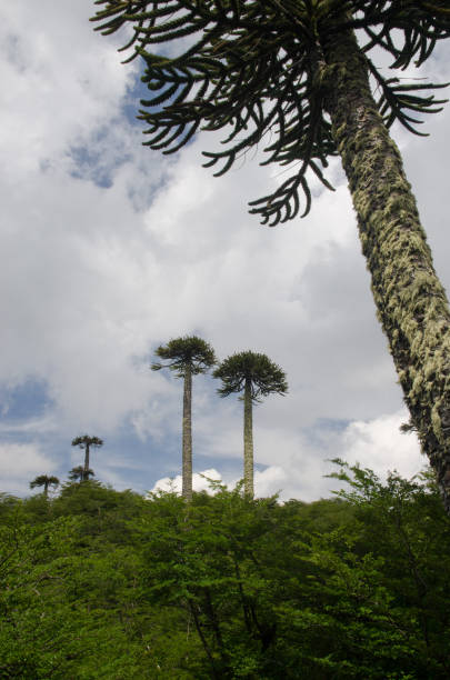 istock Scrubland with monkey puzzle trees Araucaria araucana. 1213761959