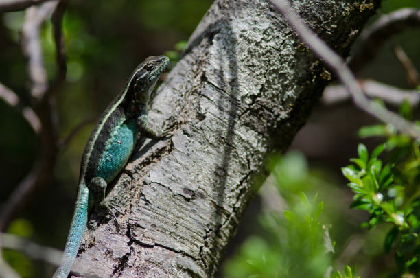 istock Male of orange-bellied lizard on a tree trunk. 1213761983