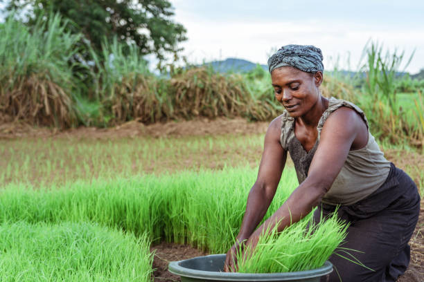 kobieta rolnik sadzenia ryżu w afryce, malawi - republic of malawi zdjęcia i obrazy z banku zdjęć